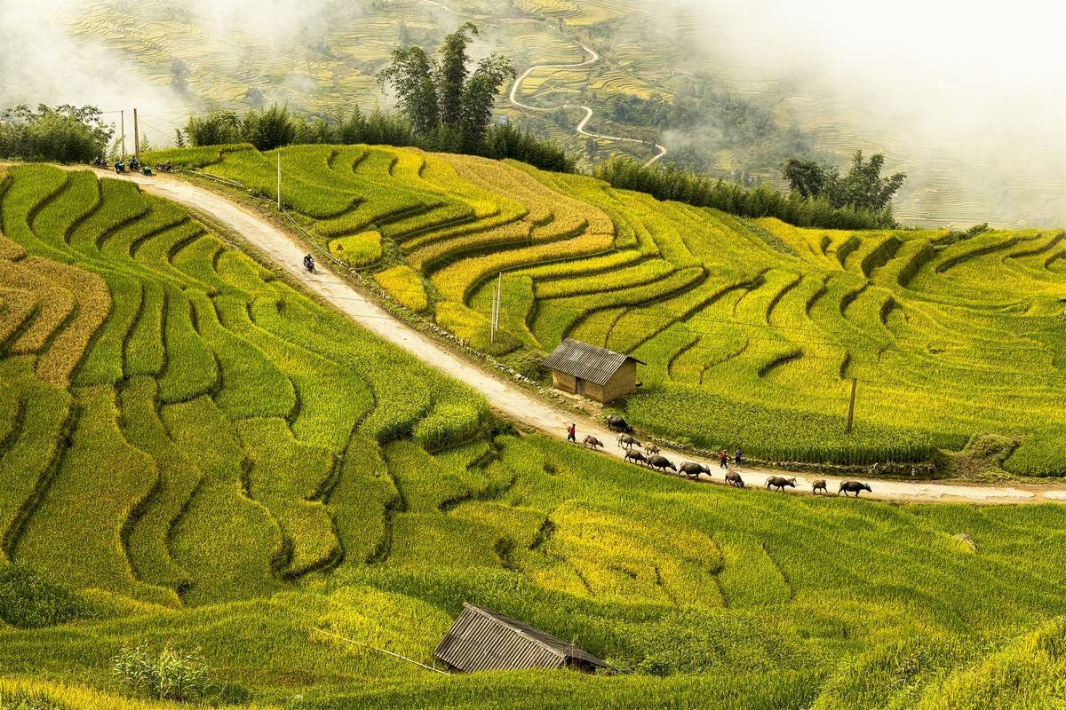On the roads of clouds and rice in Y Ty